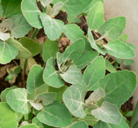 Lamb's quarters grown under dry conditions has a dusty, whitish appearance
