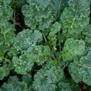 Kale plant