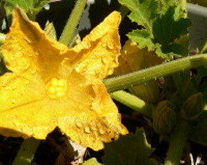 Zucchini Squash Blossom