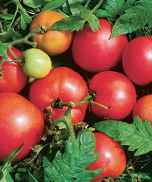 Ripe Tomatoes